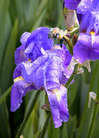 Blue Flower, Santa Barbara by Louis La Croix