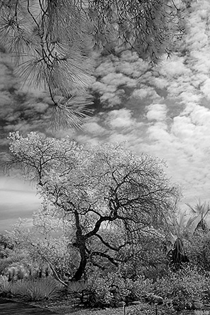 Tree and Sky by Louis La Croix